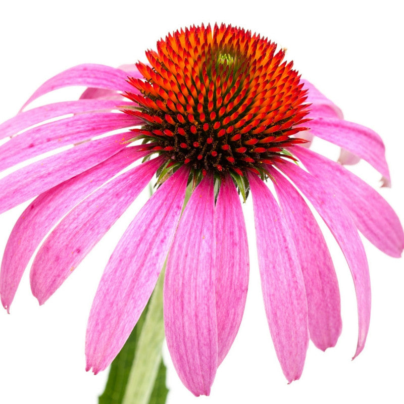 5 Amazing Facts about Echinacea